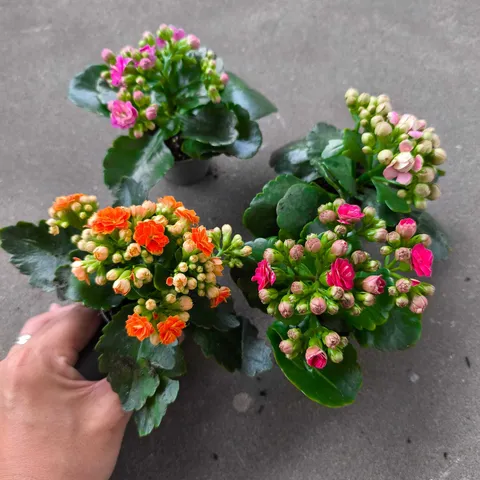 WhatsApp Image 2026-02-01 at 10.53.09 AM (1)