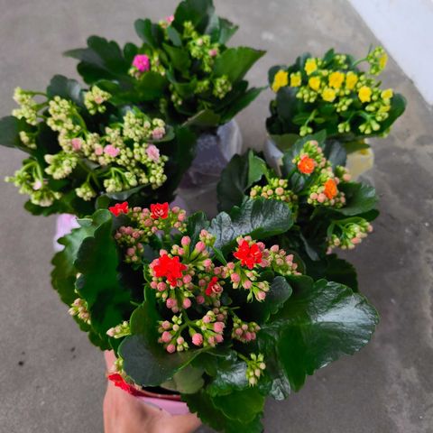 WhatsApp Image 2026-02-01 at 10.53.09 AM