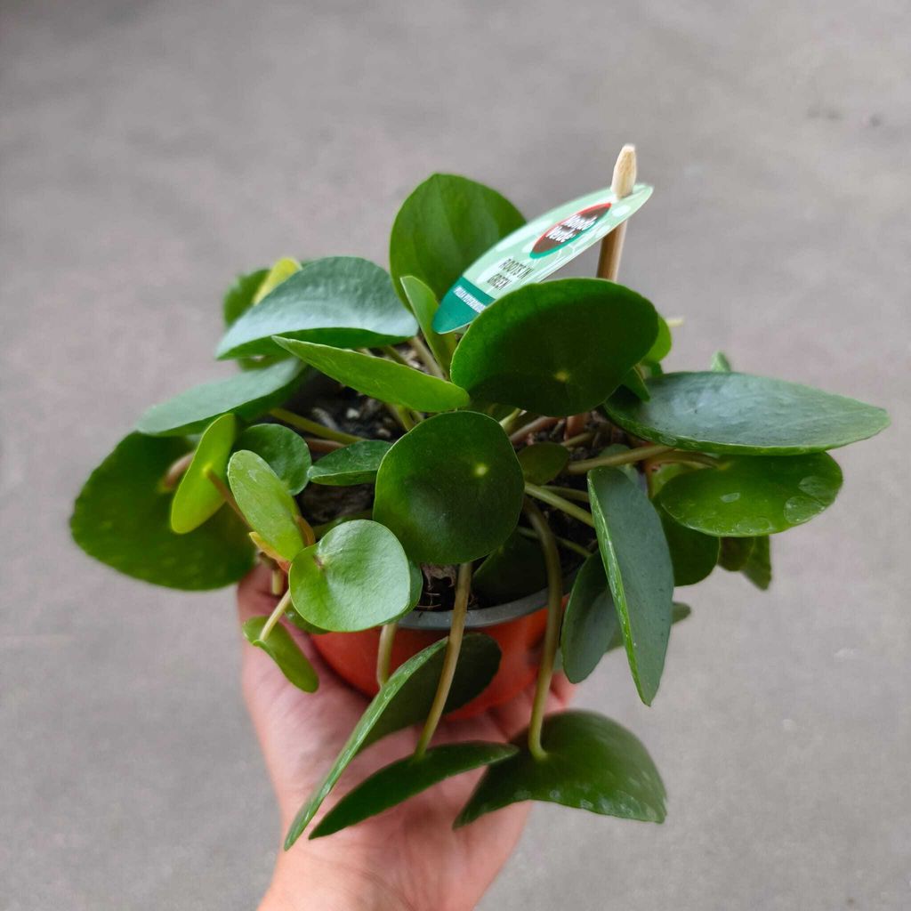 WhatsApp Image 2026-02-01 at 10.53.41 AM (2)