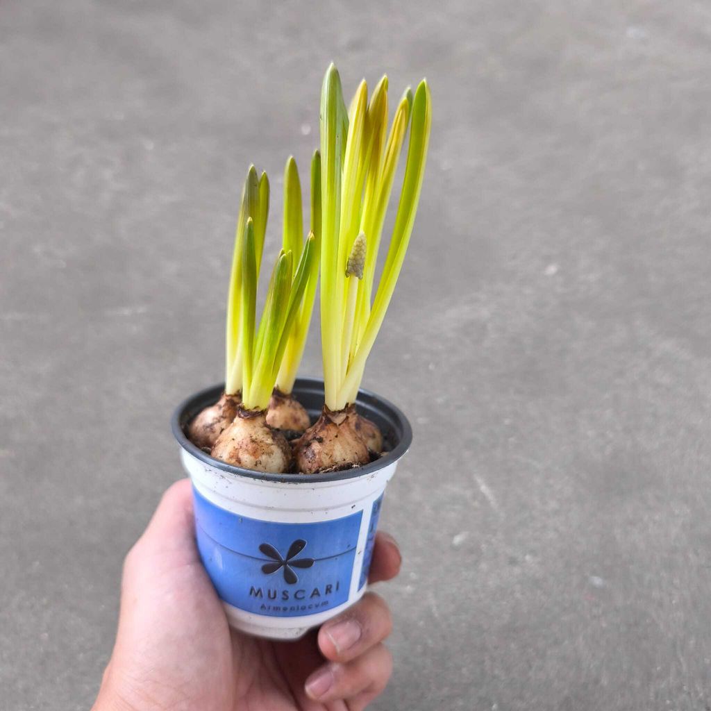 WhatsApp Image 2026-02-01 at 10.53.41 AM (1)