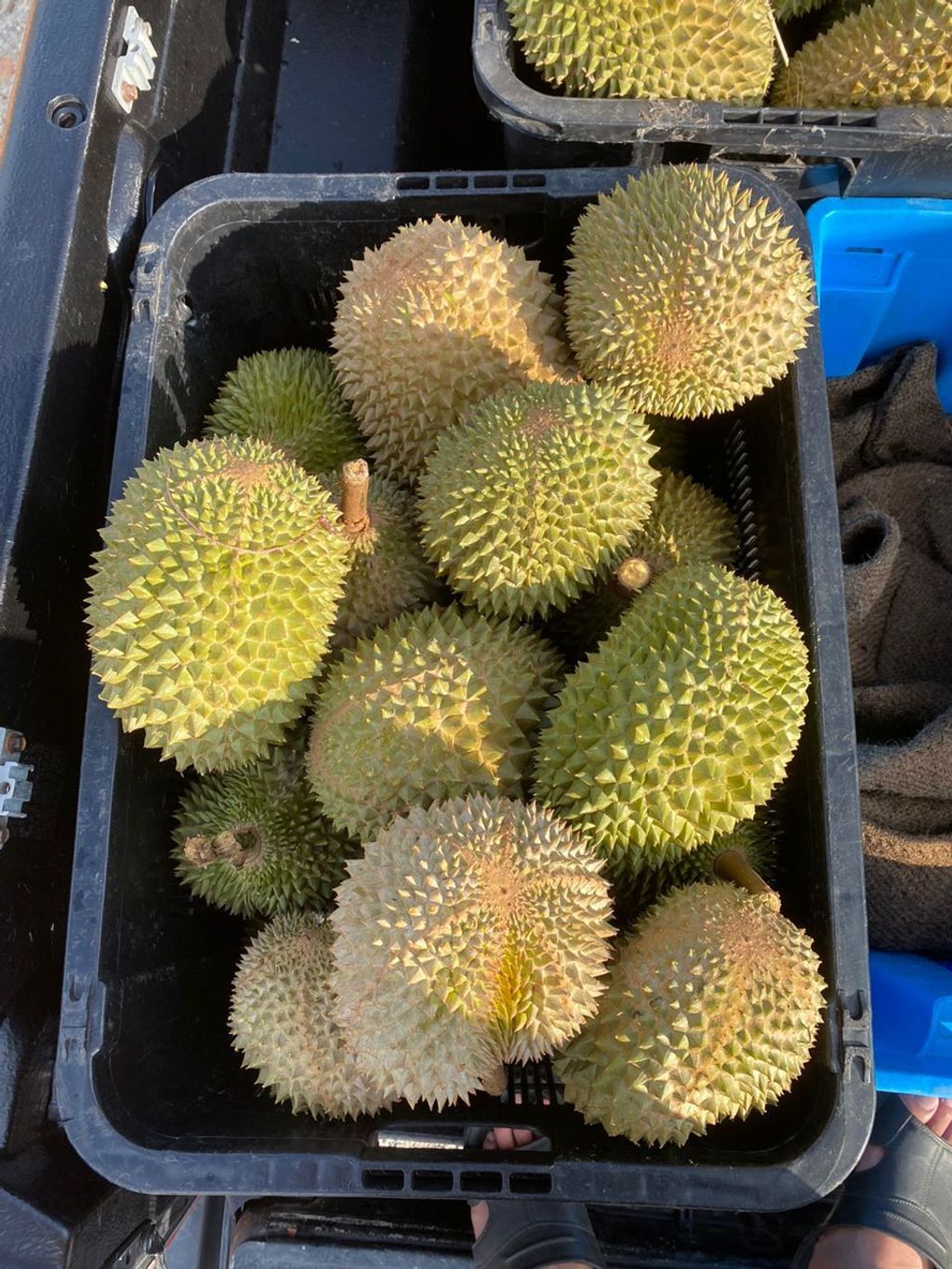 durian 5