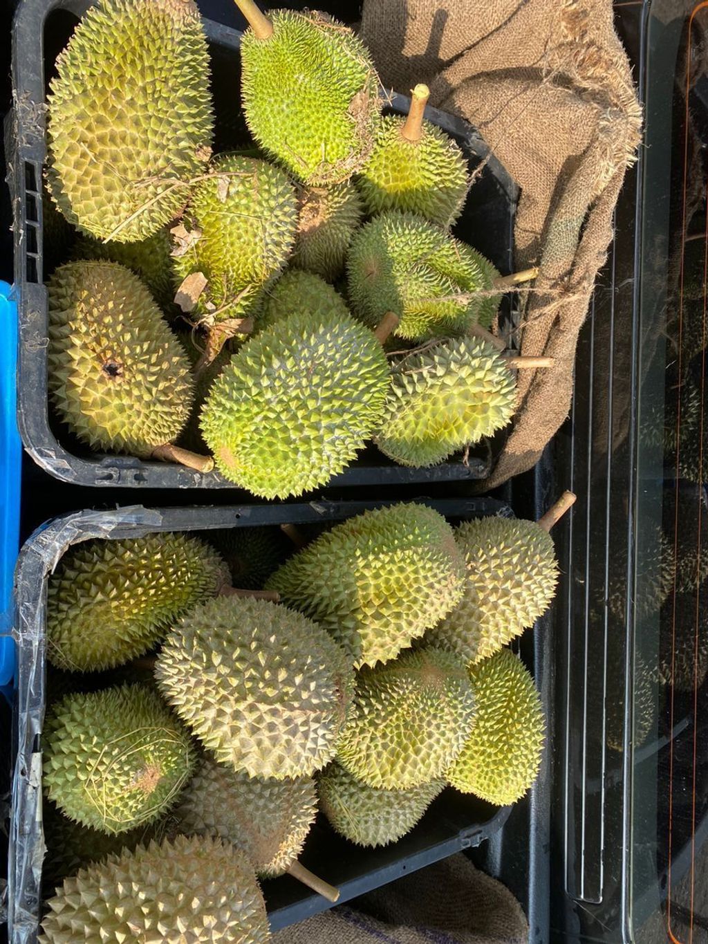 durian 4