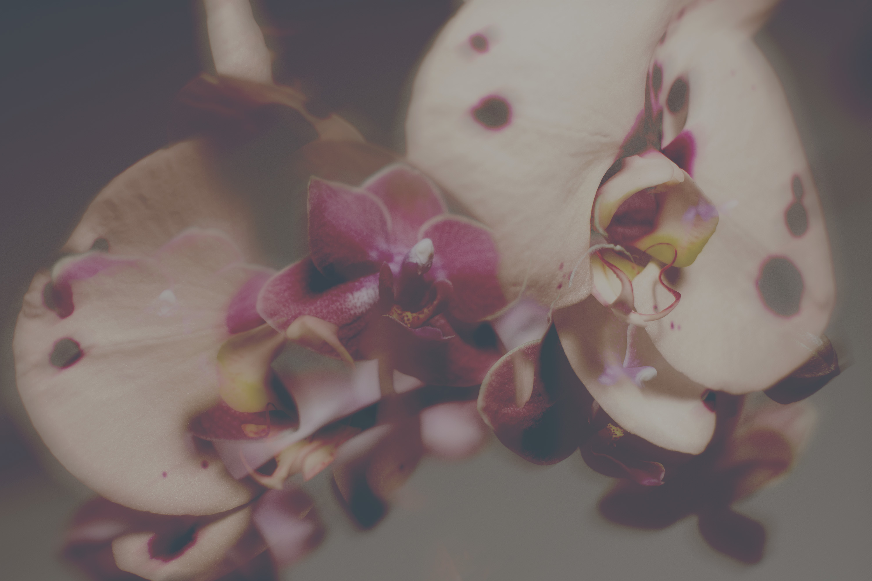 《 慾之書 The Book Of Lust  》Photography , 2022