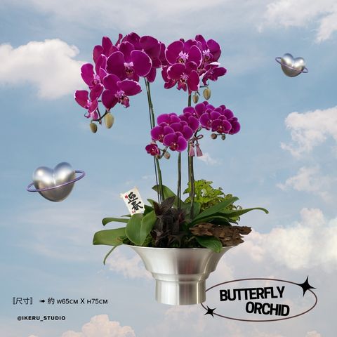 〘 福蝶臨門 〙（Butterfly Orchid）