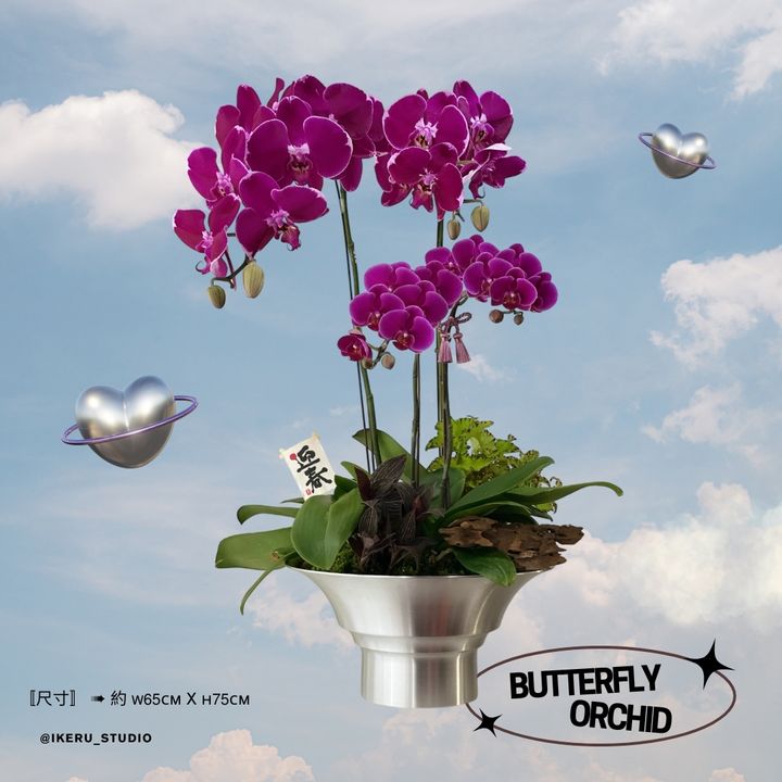 〘 福蝶臨門 〙（Butterfly Orchid）