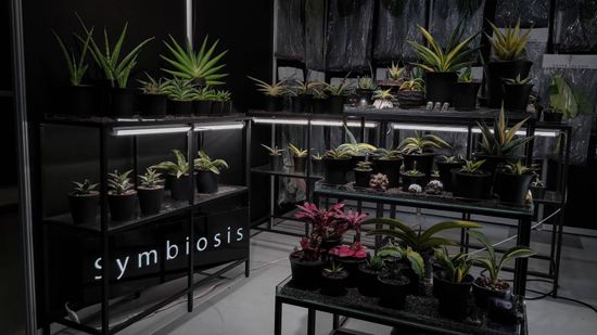 HOUSEPLANT | 共生制所 Symbiosis Studio