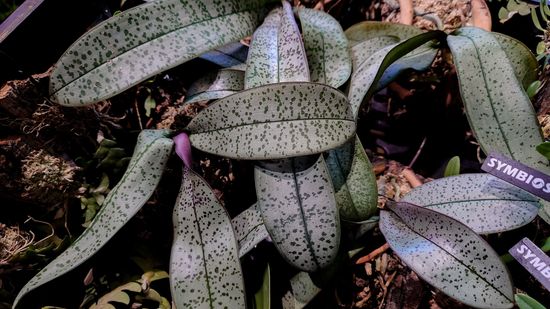 HOUSEPLANT | 共生制所 Symbiosis Studio