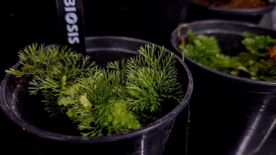  | 共生制所 Symbiosis Studio
