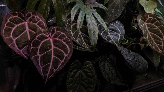 HOUSEPLANT | 共生制所 Symbiosis Studio