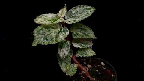 LINE_ALBUM_2026513_260513_46