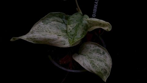 LINE_ALBUM_2026513_260513_69