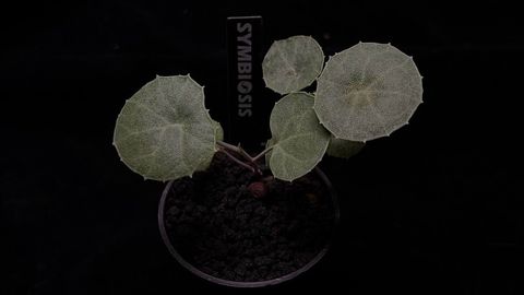 LINE_ALBUM_202685修_260813_105