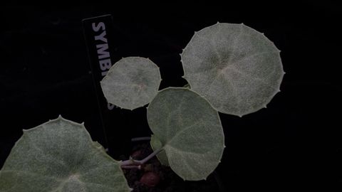LINE_ALBUM_202685修_260813_102