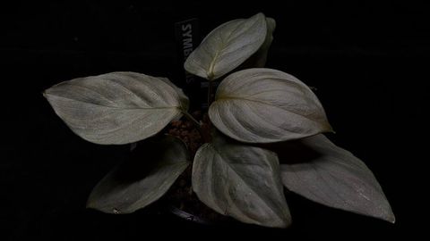 LINE_ALBUM_202685修_260813_100