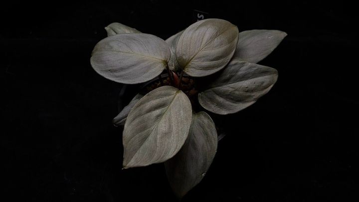 LINE_ALBUM_202685修_260813_101
