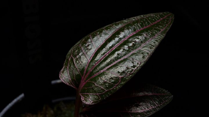 LINE_ALBUM_202685修_260813_70