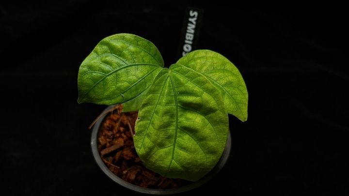LINE_ALBUM_202685修_260813_69