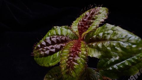LINE_ALBUM_202685修_260813_54