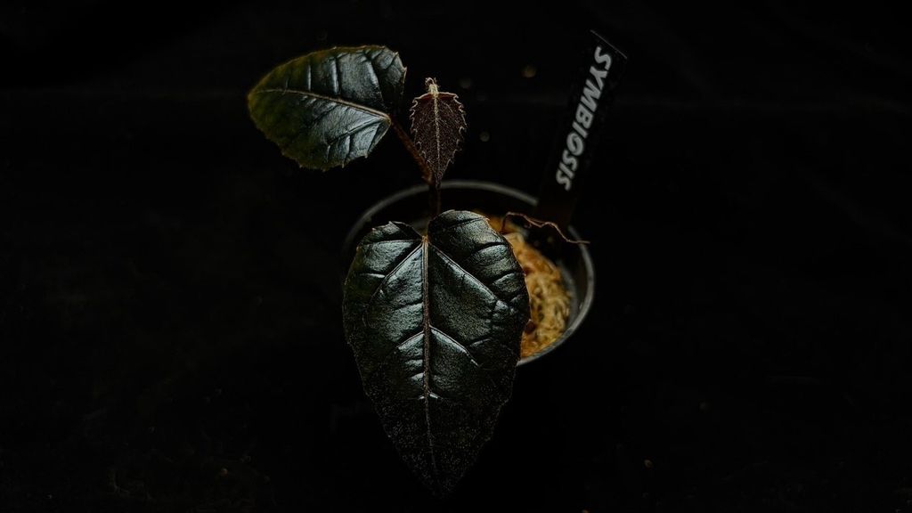 LINE_ALBUM_202685修_260813_63
