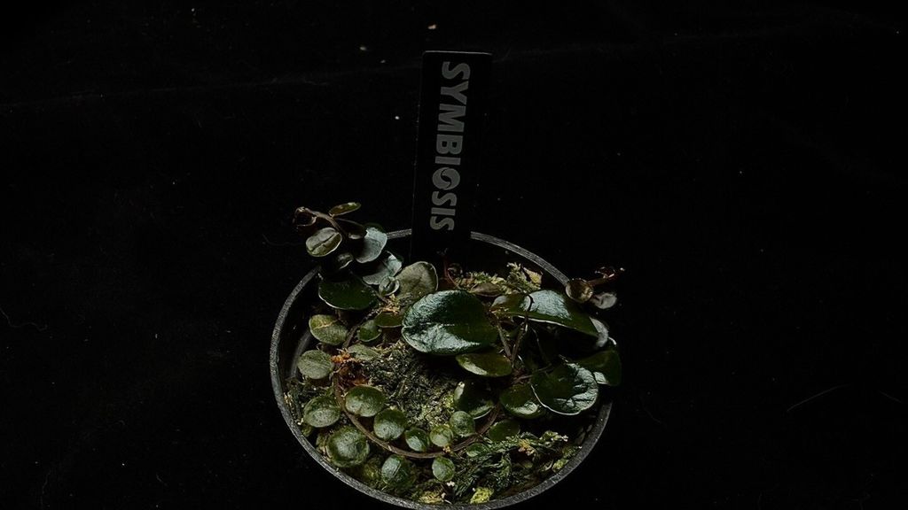 LINE_ALBUM_202685修_260813_53