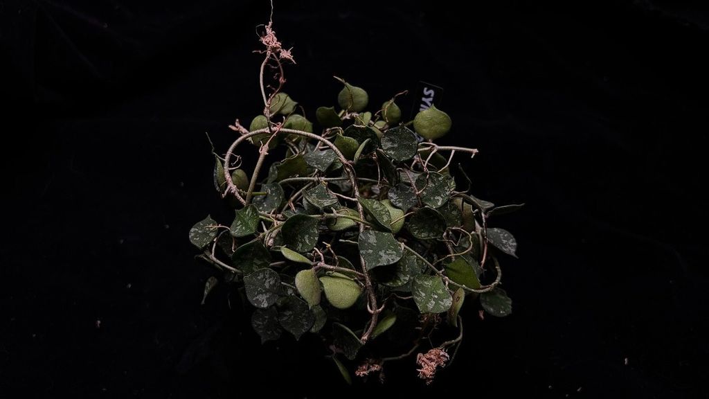 LINE_ALBUM_202685修_260813_22