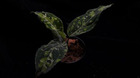 LINE_ALBUM_202685修_260813_34