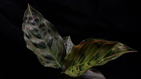 LINE_ALBUM_202685修_260813_23