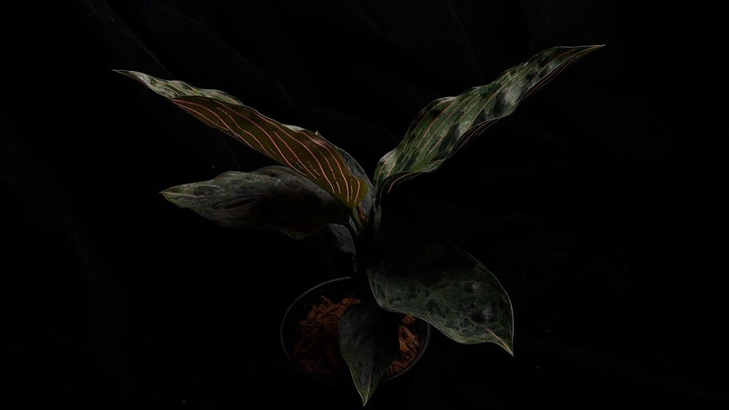 LINE_ALBUM_202685修_260813_24