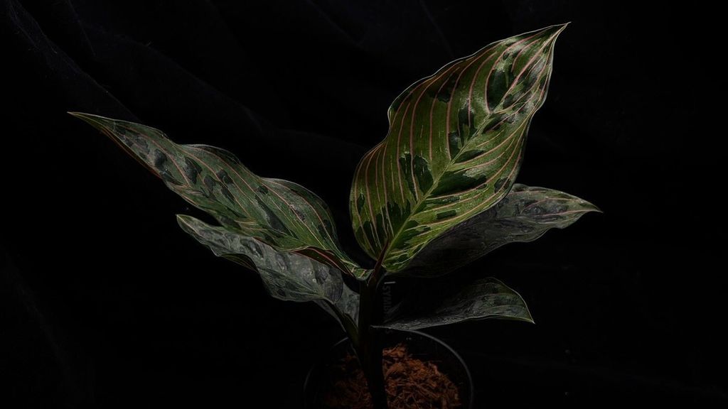 LINE_ALBUM_202685修_260813_25