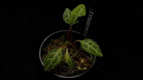 LINE_ALBUM_202685修_260813_59
