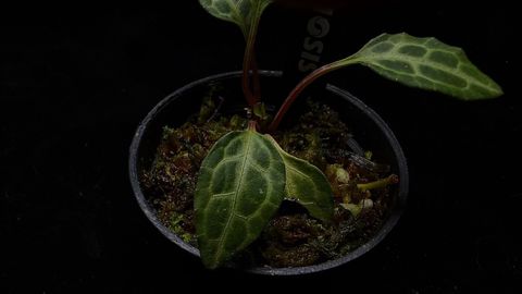 LINE_ALBUM_202685修_260813_58