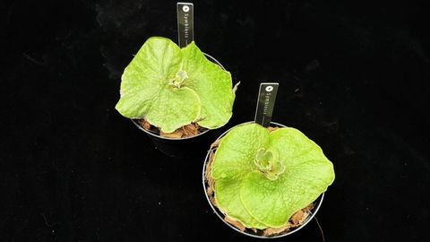 侏儒銀葉亞猴Platycerium Ridleyi dwarf silver – 共生制所 侏儒銀葉亞猴Platycerium Ridleyi dwarf silver – 共生制所