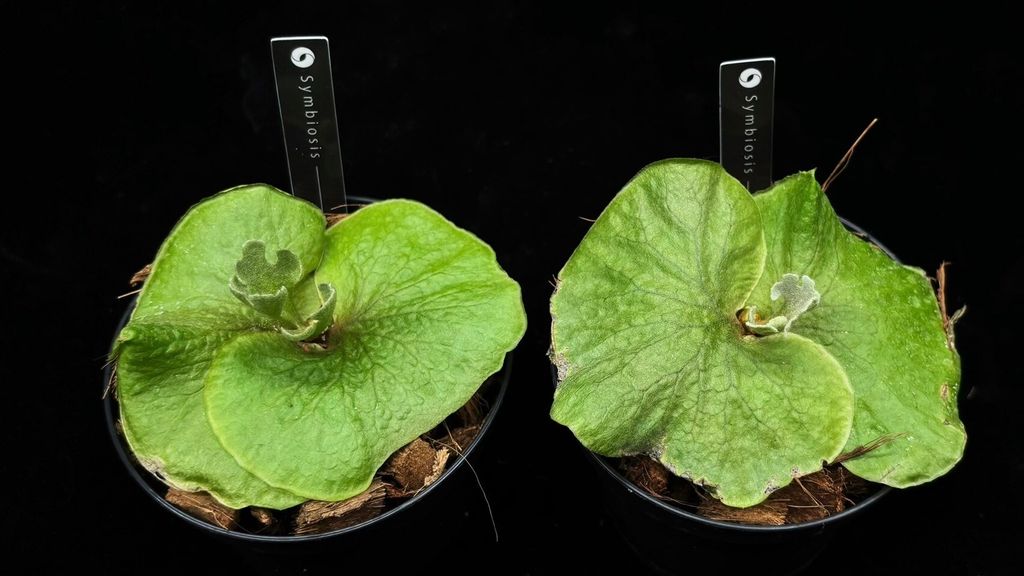 侏儒銀葉亞猴Platycerium Ridleyi dwarf silver – 共生制所 侏儒銀葉亞猴Platycerium Ridleyi dwarf silver – 共生制所