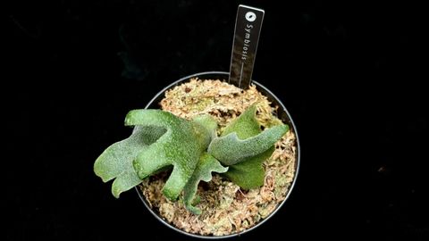 玉女鹿角蕨Platycerium willinckii 'Jade Girl' – 共生制所 玉女鹿角蕨Platycerium willinckii 'Jade Girl' – 共生制所