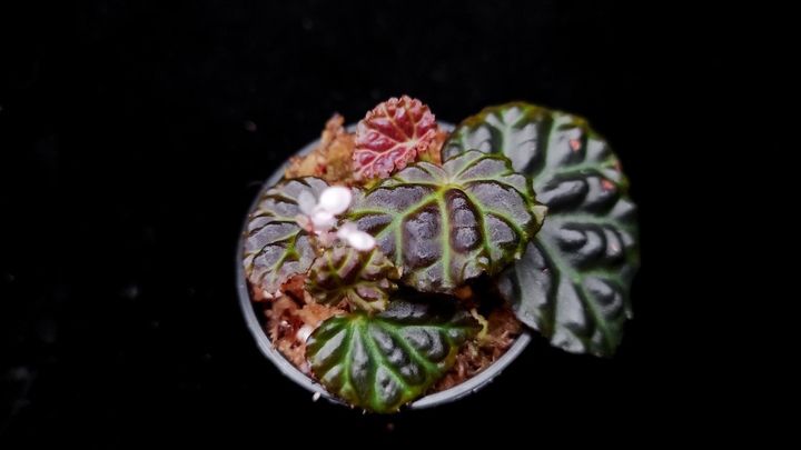 S__27566124_0