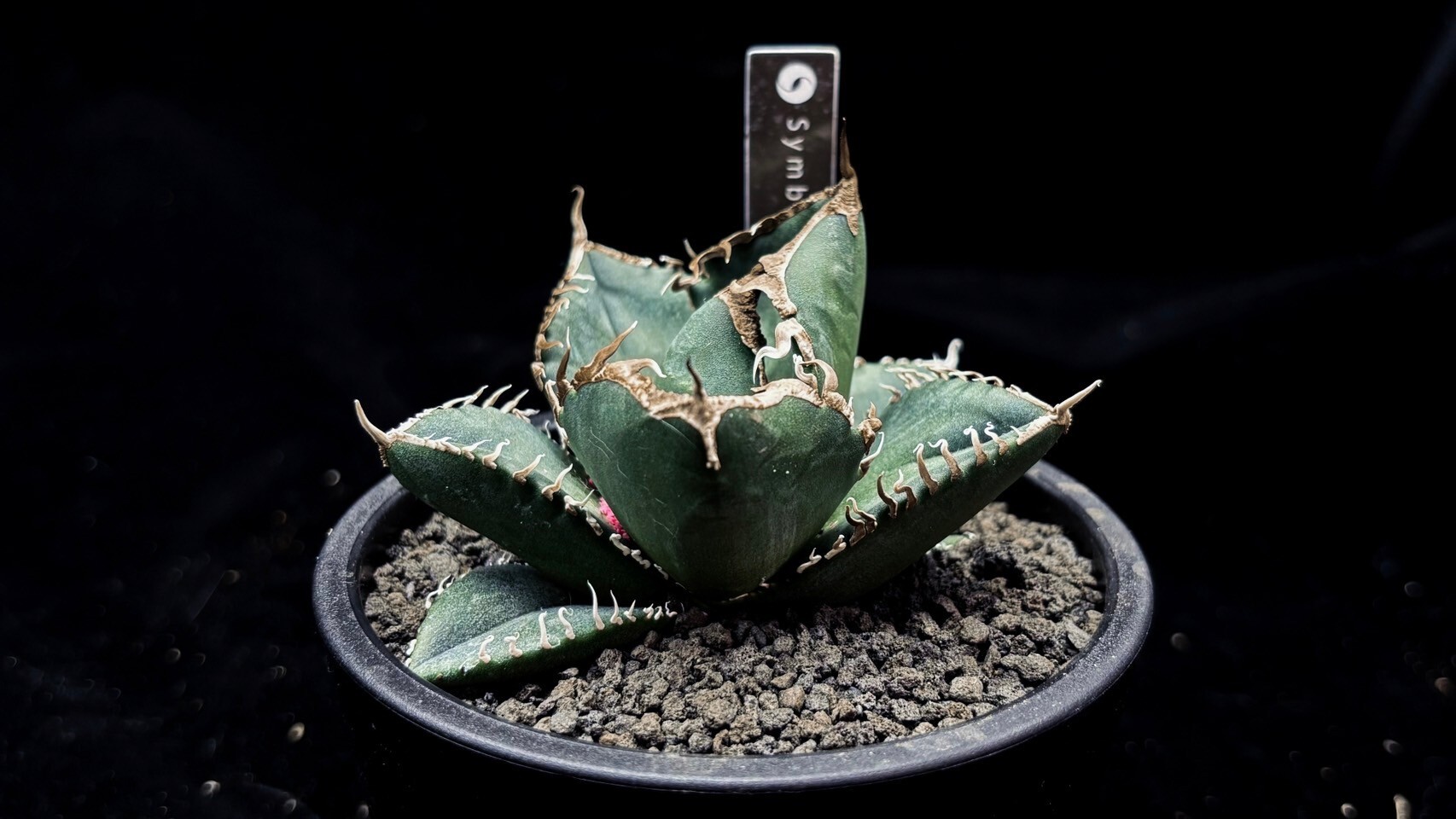 アガベ Mesmerizing Spines-NB ブツブツ 毒刺（子株） アガベ Mesmerizing Spines-NB Mesmerizing Spines 毒刺WV 子株 MS-WV