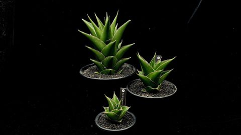 LINE_ALBUM_20241127_241127_79