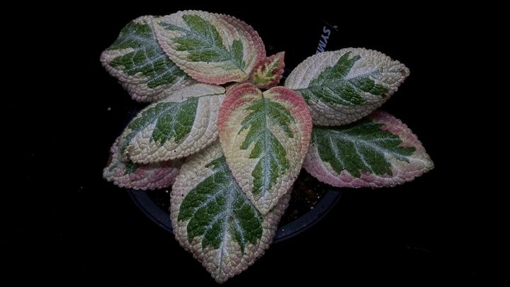 LINE_ALBUM_2025416_250417_24
