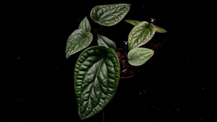 LINE_ALBUM_2025416_250417_12