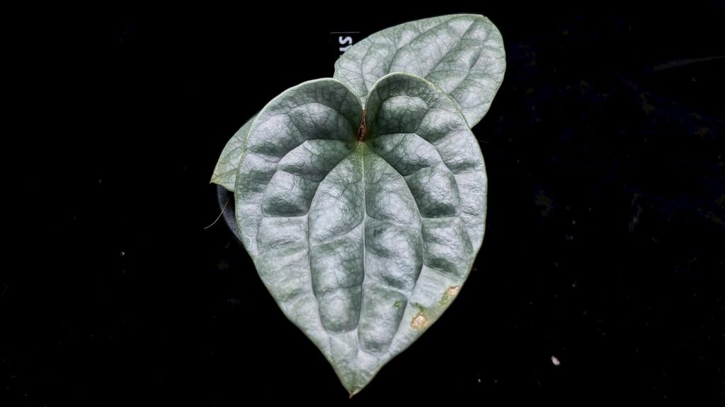 LINE_ALBUM_2025514_250514_52