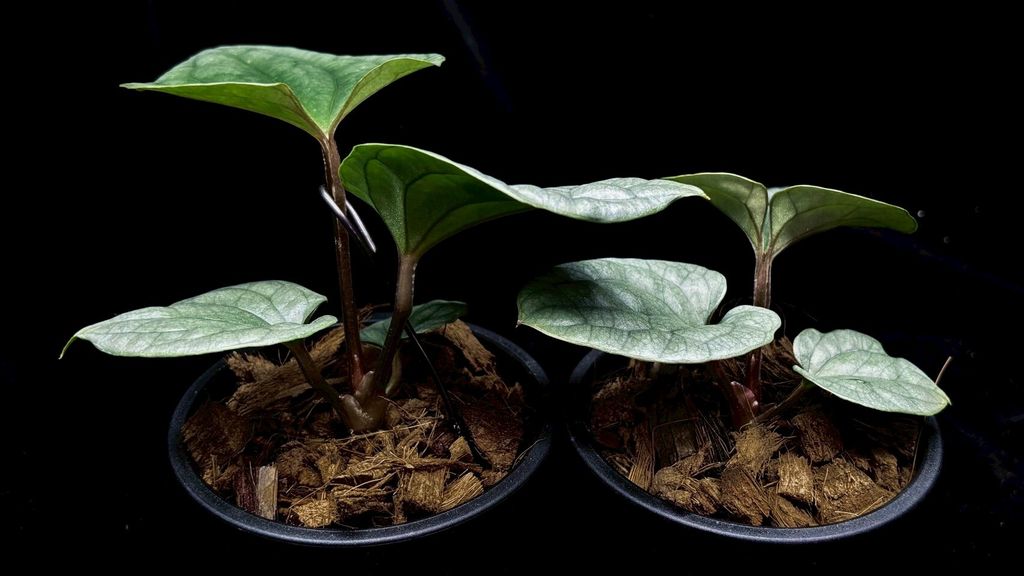 LINE_ALBUM_2025514_250514_54