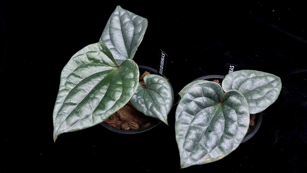 LINE_ALBUM_2025514_250514_55