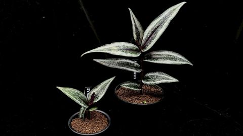 LINE_ALBUM_2025514_250514_62