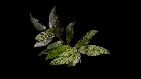 LINE_ALBUM_2025730_250730_62(1)