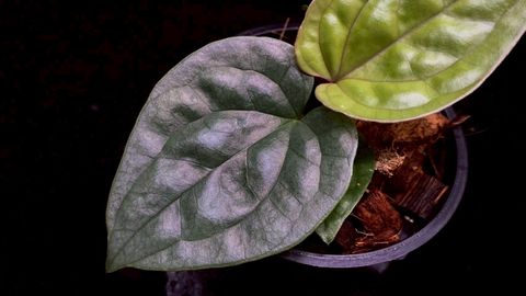 LINE_ALBUM_2025730_250730_54