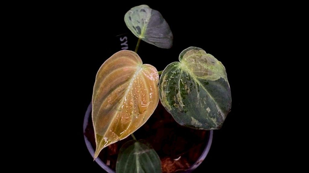 LINE_ALBUM_2025730_250730_48