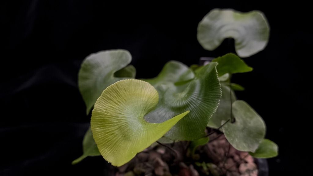 LINE_ALBUM_20240429上架_240429_29