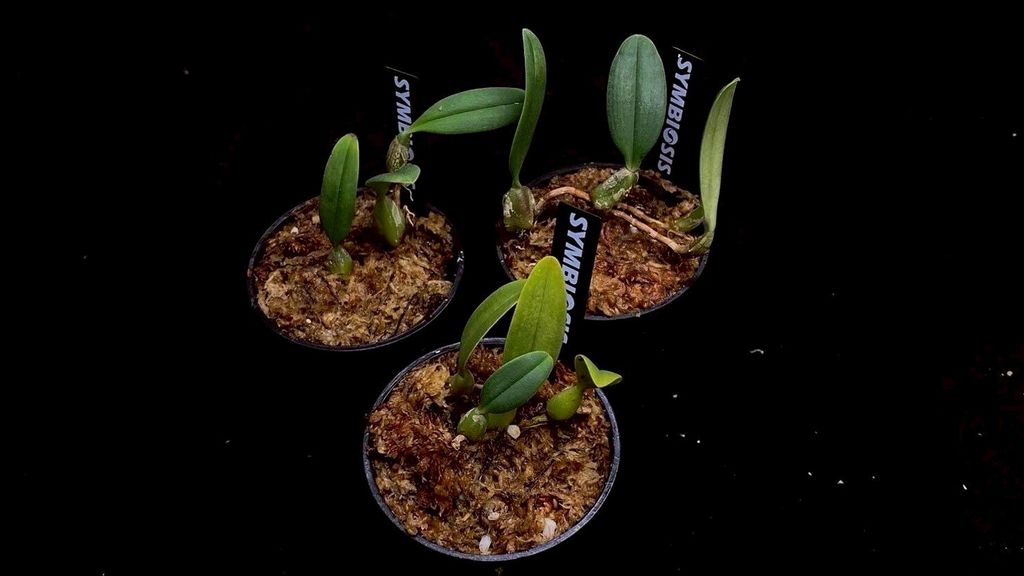 LINE_ALBUM_2025730_250730_38