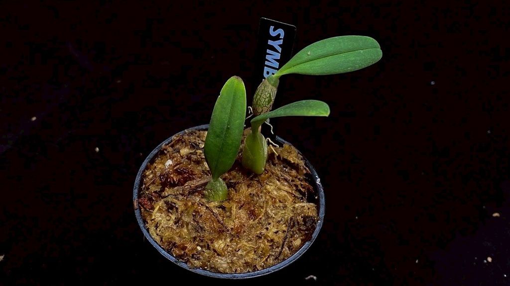 LINE_ALBUM_2025730_250730_40