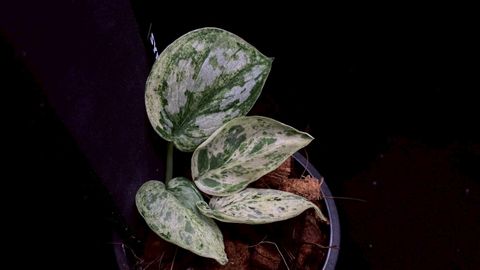 LINE_ALBUM_2025730_250730_36